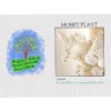Impression Series Seed Packet - Money Plant