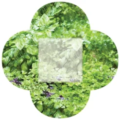 Say It With Seeds Packet - Herbs