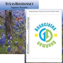 Standard Series Seed Packet - Texas Bluebonnet